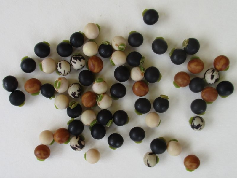 Pigeon Peas (Whole) (Toor / Arhar)