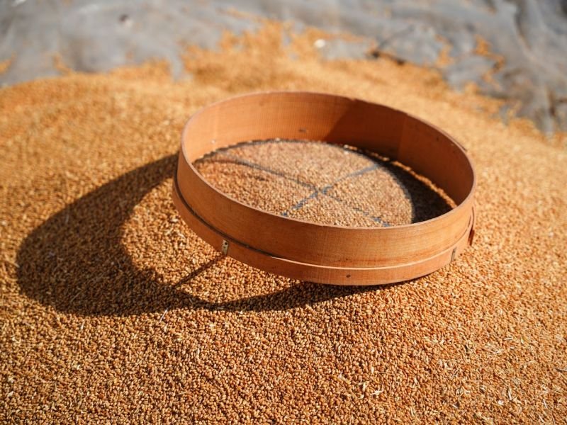 Wooden grading sieve resting on a heap of cleaned grain